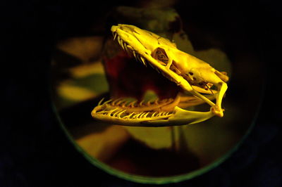 Close-up of yellow fish swimming in aquarium