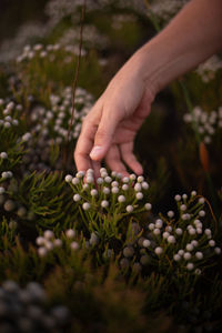 Midsection of person holding flowering plant on field
