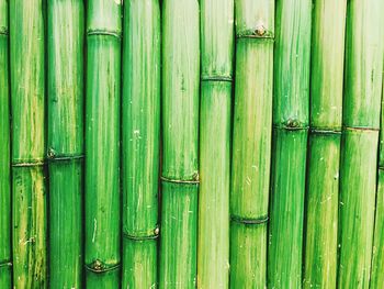 Full frame shot of bamboo
