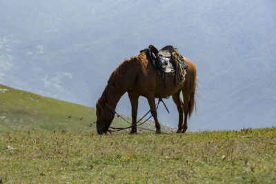 View of a horse on field