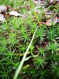 Close-up view of plants