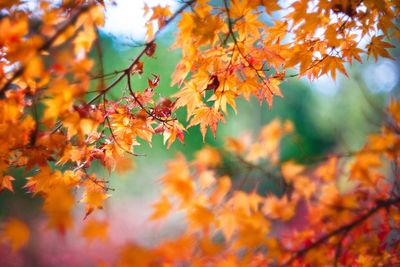Close-up of maple leaves on tree