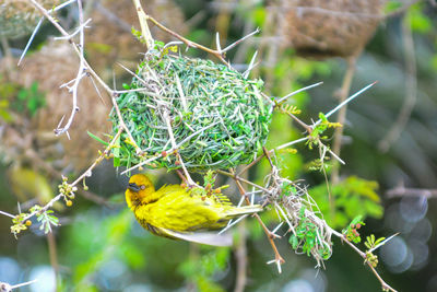 Close-up of bird perching on tree