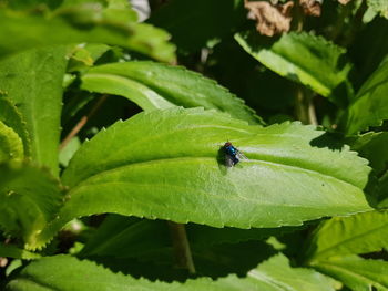 Close-up of housefly on leaf