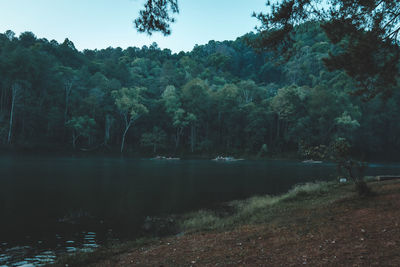 Scenic view of lake against trees in forest