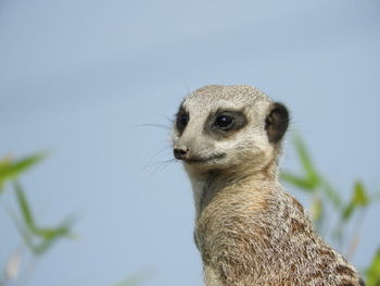 Close-up of an animal looking away against sky