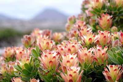 Close-up of pink flowering plants