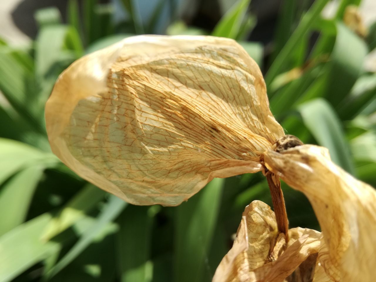 CLOSE-UP OF DRIED LEAF ON PLANT