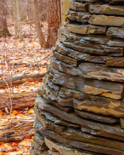 Close-up of stack of tree trunk in forest