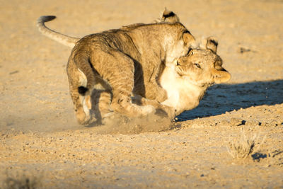 Lion cubs playing on sand