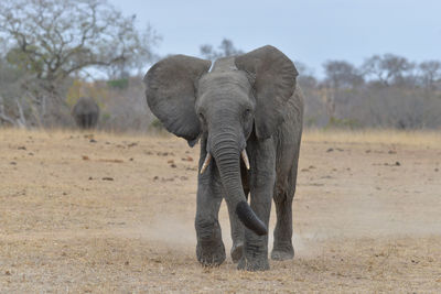 Elephant in a field