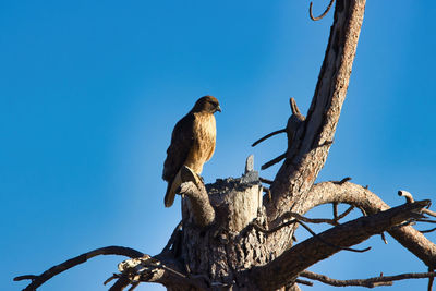 Low angle view of birds perching on tree against sky