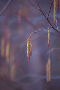 A beautiful birch tree flowers in early spring.