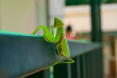 Close-up of insect on leaf