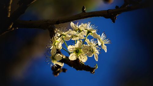 Close-up of flower tree against sky