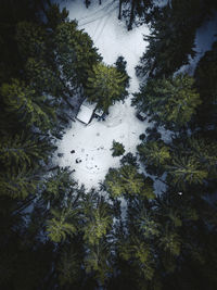 High angle view of trees in forest during winter