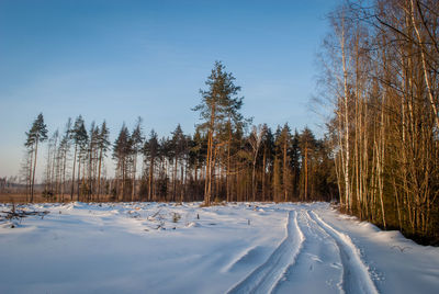 Trees on snow covered field against sky