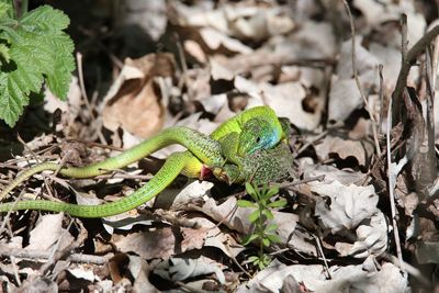 Close-up of a lizard on a field