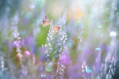 Close-up of butterfly pollinating on purple flower