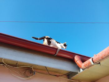 Low angle view of cat on roof against blue sky