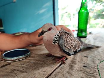 Hand holding bird eating food