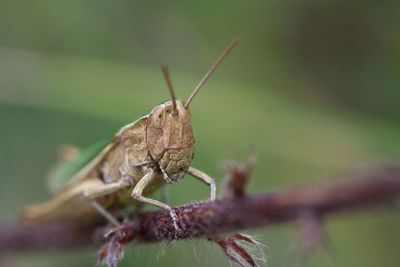 Close-up of insect