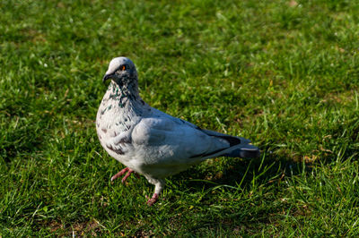 Bird perching on a field