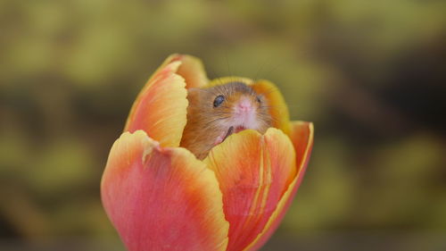 Close-up of orange flower