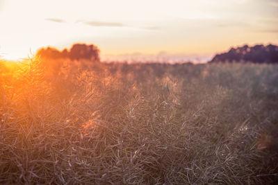 Scenic view of field against sky during sunset