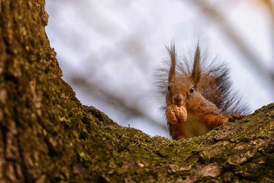 Low angle portrait of squirrel eating walnut on branch against sky