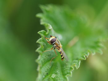 Close-up of insect on plant