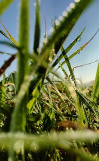 Close-up of grass