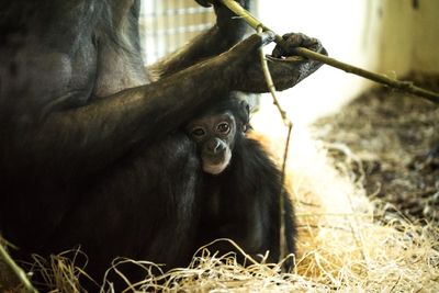 Side view of cropped gorilla with young one