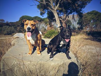 Dogs on beach