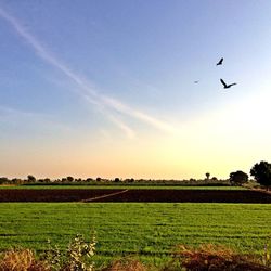 Birds flying over grassy field