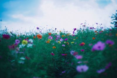 Close-up of purple flowers blooming in field