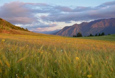 Scenic view of agricultural field against sky