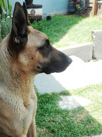 Close-up of dog on grass