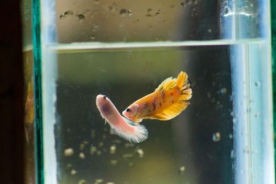 Close-up of fish swimming in sea