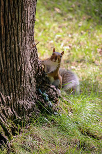 View of a cat on tree trunk