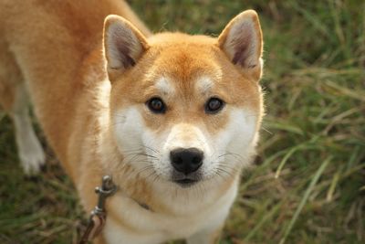 Portrait of dog on field