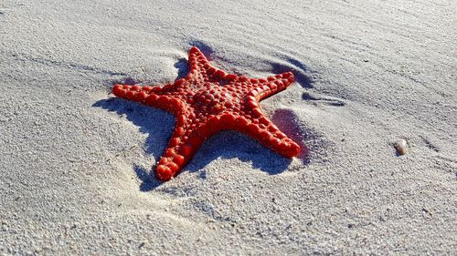 Sunbathing starfish