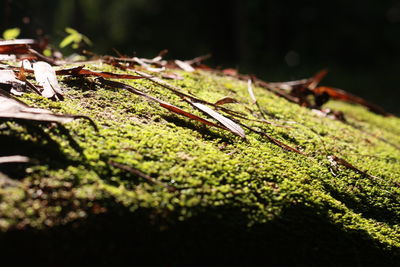 Close-up of wet plant growing on field