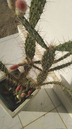 High angle view of potted plants