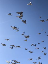 Low angle view of birds flying in the sky