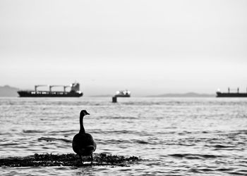 Canada goose in sea against clear sky