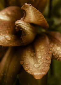 Close-up of mushroom