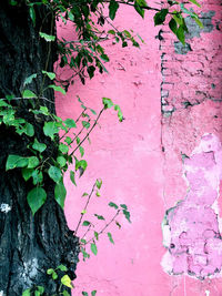 Close-up of ivy on wall