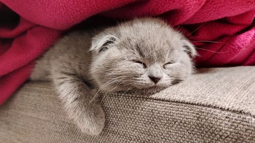 Close-up of cat sleeping