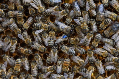 Close-up of bees